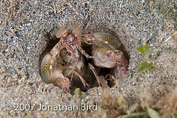 Scaly-tailed Mantis shrimp [Lysiosquilla scabricauda]