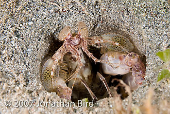 Scaly-tailed Mantis shrimp [Lysiosquilla scabricauda]