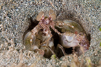 Scaly-tailed Mantis shrimp [Lysiosquilla scabricauda]