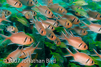 Blackbar Soldierfish [Myripristis jacobus]