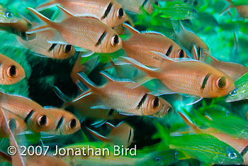 Blackbar Soldierfish [Myripristis jacobus]