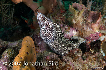 Spotted Moray Eel [Gymnothorax moringa]