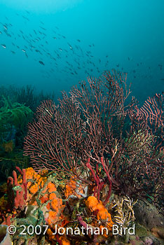 Coral Reef [--]