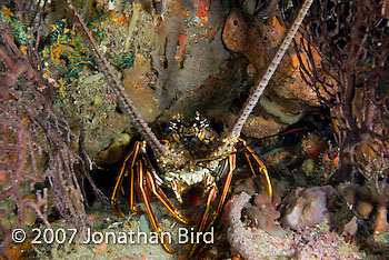 Caribbean Spiny Lobster [Panulirus argus]