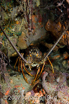 Caribbean Spiny Lobster [Panulirus argus]