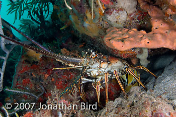 Caribbean Spiny Lobster [Panulirus argus]