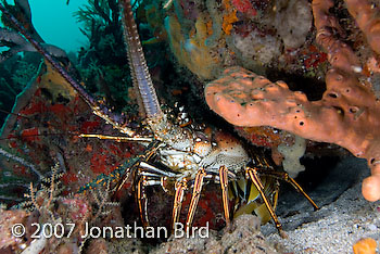 Caribbean Spiny Lobster [Panulirus argus]