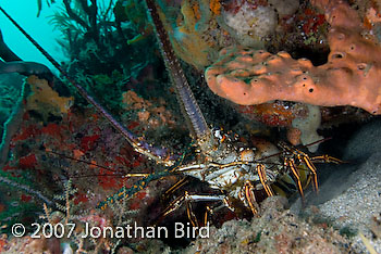 Caribbean Spiny Lobster [Panulirus argus]