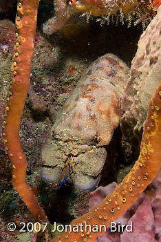 Slipper Lobster [--]