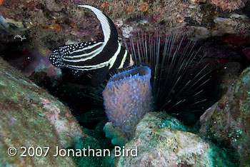 Spotted Drum Fish [Equetus punctatus]