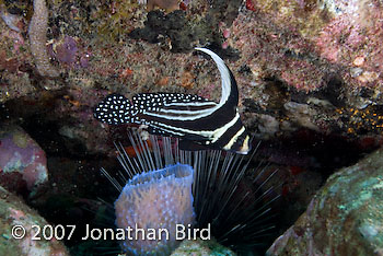 Spotted Drum Fish [Equetus punctatus]