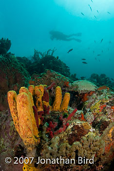 Coral Reef [--]