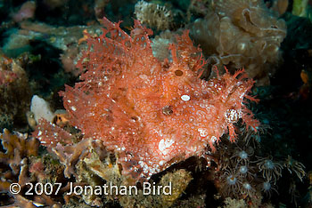 Weedy Scorpionfish [Rhinopias frondosa]