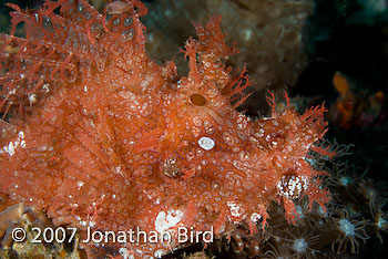 Weedy Scorpionfish [Rhinopias frondosa]