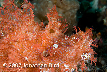 Weedy Scorpionfish [Rhinopias frondosa]