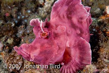 Paddle-flap Scorpionfish [Rhinopias eschmeyeri]