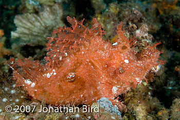 Weedy Scorpionfish [Rhinopias frondosa]