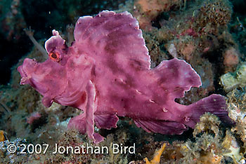 Paddle-flap Scorpionfish [Rhinopias eschmeyeri]