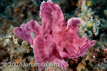 Paddle-flap Scorpionfish [Rhinopias eschmeyeri]