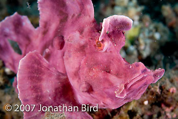 Paddle-flap Scorpionfish [Rhinopias eschmeyeri]