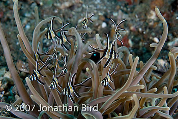 Banggai Cardinalfish [Pterapogon kauderni]