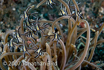 Banggai Cardinalfish [Pterapogon kauderni]