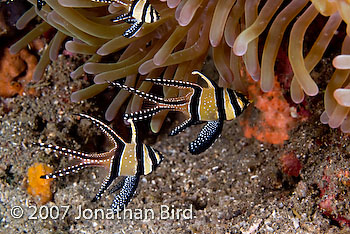 Banggai Cardinalfish [Pterapogon kauderni]