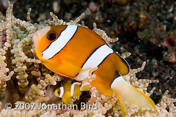 Clark's Anemonefish [Amphiprion clarkii]