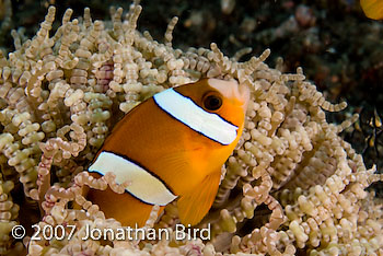 Clark's Anemonefish [Amphiprion clarkii]