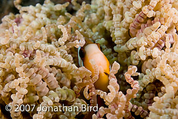 Clark's Anemonefish [Amphiprion clarkii]