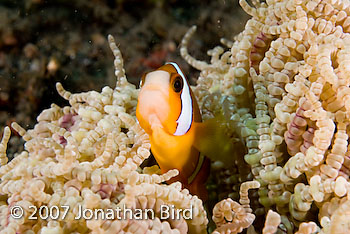 Clark's Anemonefish [Amphiprion clarkii]