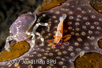 Imperial Shrimp [Periclimenes imperator]