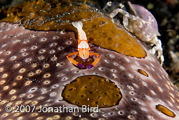 Imperial Shrimp [Periclimenes imperator]