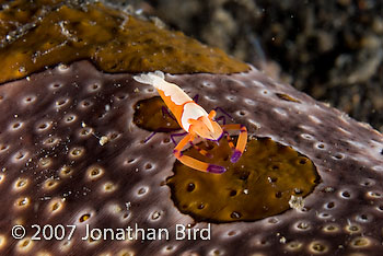 Imperial Shrimp [Periclimenes imperator]