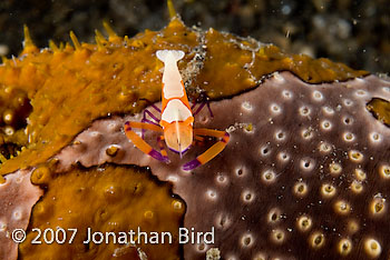 Imperial Shrimp [Periclimenes imperator]