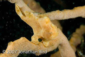 Painted Frogfish [Antennarius pictus]