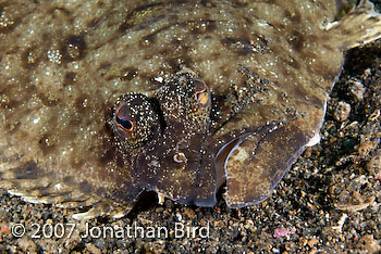 Unidentified Flounder [--]