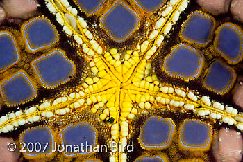 Cushion Sea star [Culcita sp.]