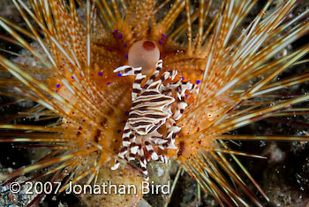 Zebra Crab [Zebrida adamsii]