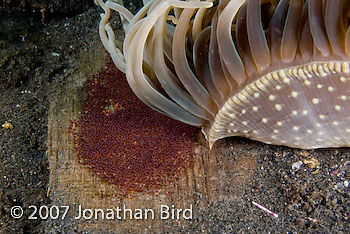 Anemonefish Eggs [--]