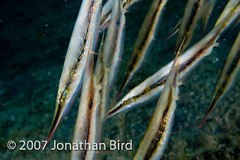 Razorfish Fish [Aeoliscus strigatus]