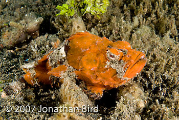 Flasher Scorpionfish [Scorpaenopsis macrochir]