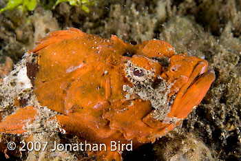 Flasher Scorpionfish [Scorpaenopsis macrochir]