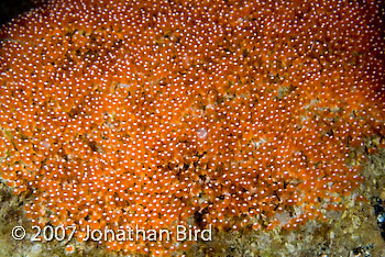 Anemonefish Eggs [--]