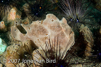 Painted Frogfish [Antennarius pictus]