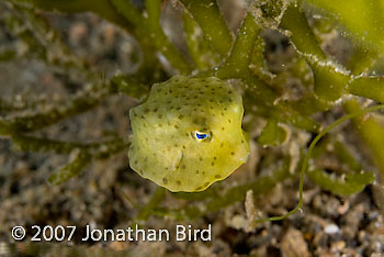 Unidentified Boxfish [--]