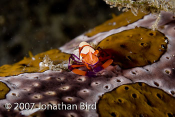 Imperial Shrimp [Periclimenes imperator]