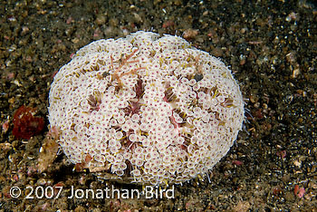 Flower Sea urchin [Toxopneustes pileolus]