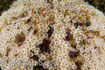 Flower Sea urchin [Toxopneustes pileolus]