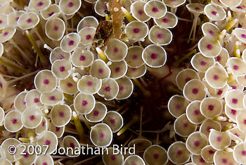 Flower Sea urchin [Toxopneustes pileolus]